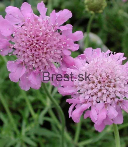 Scabiosa columbaria 'Pink Mist'